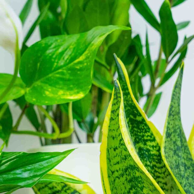 Mała Szklarnia Mała Szklarnia