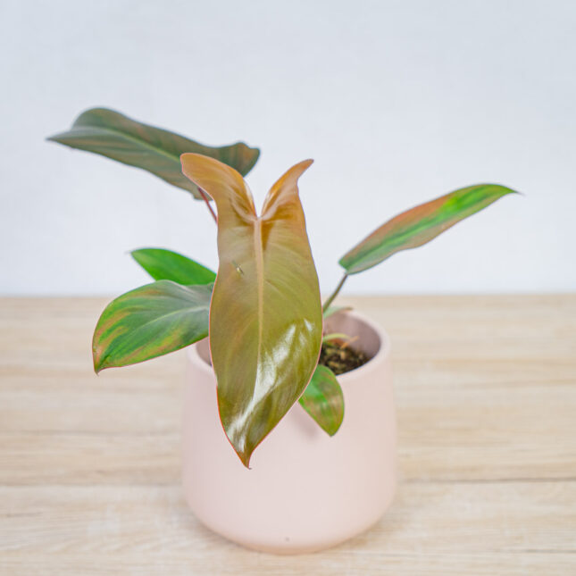 philodendron-florida-bronze philodendron-florida-bronze