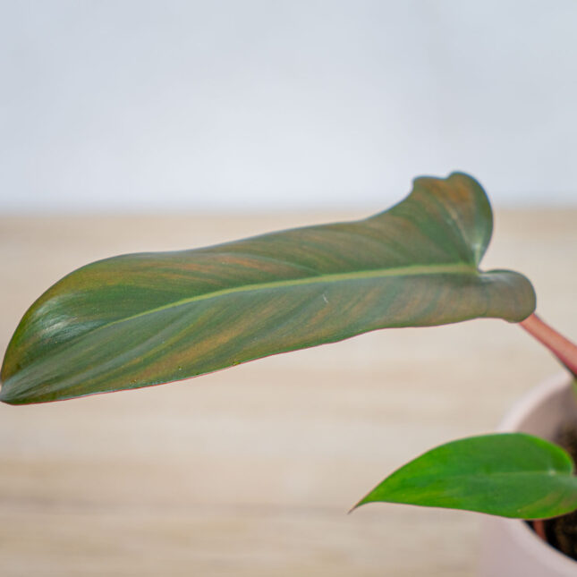 philodendron-florida-bronze philodendron-florida-bronze