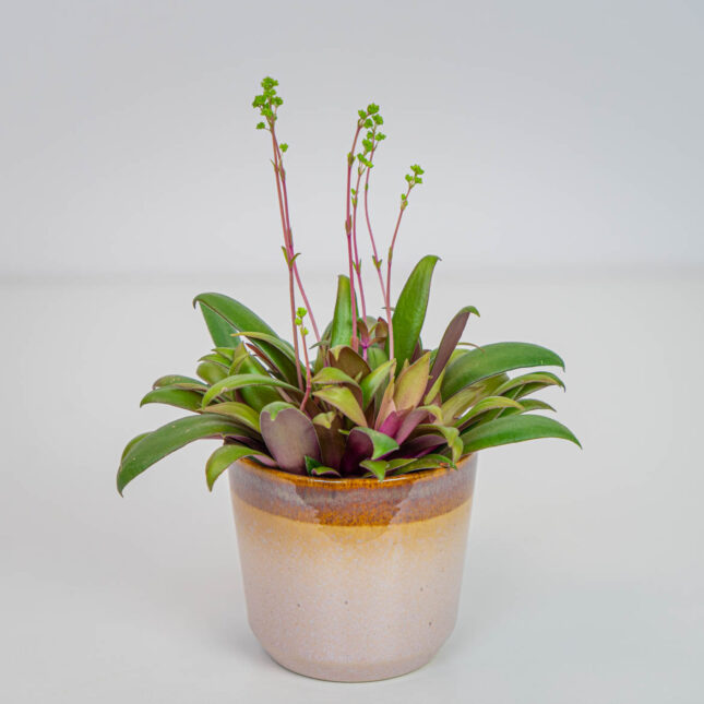 Crassula orbicularis rosularis Crassula orbicularis rosularis