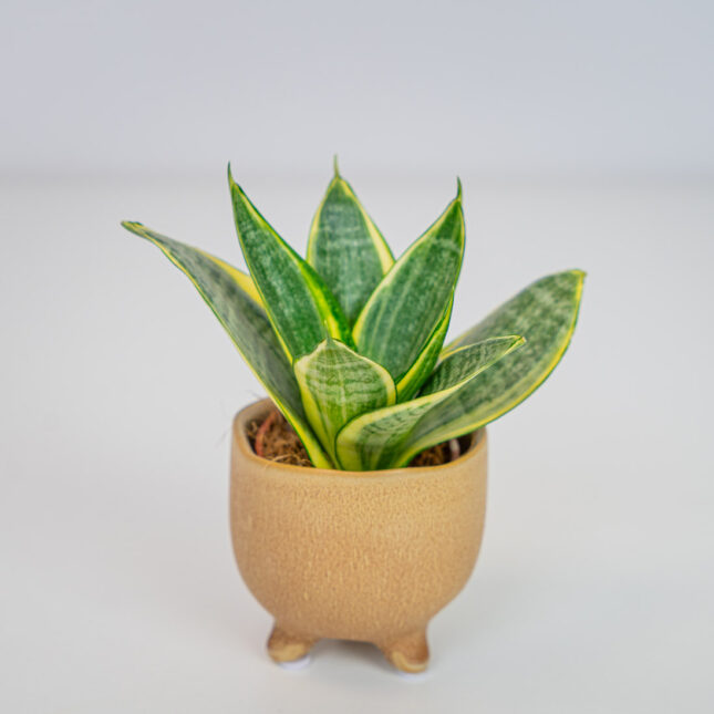 Sansevieria trifasciata golden hahnii baby Sansevieria trifasciata golden hahnii baby