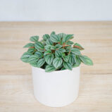 peperomia-napoli-nights