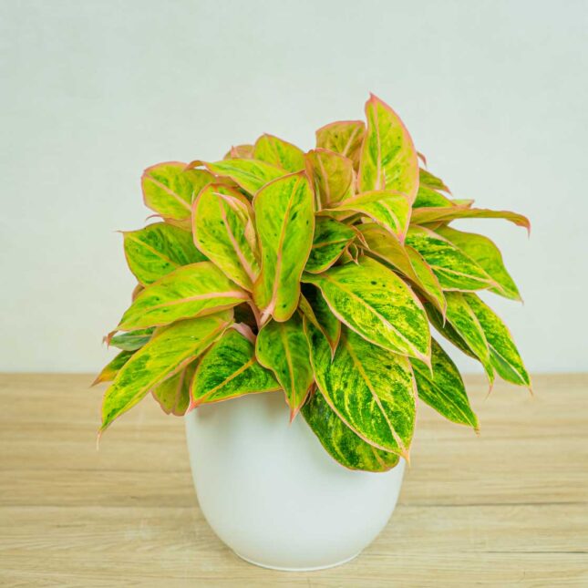 aglaonema-salmon-fantasy-golden-papaya aglaonema-salmon-fantasy-golden-papaya