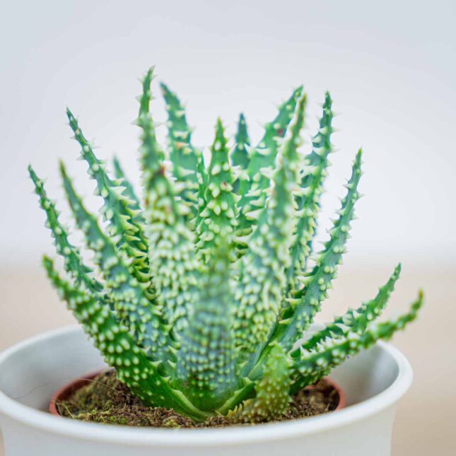aloe-humilis aloe-humilis