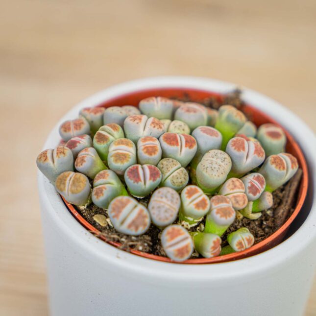 Lithops-zywe-kamienie Lithops-zywe-kamienie