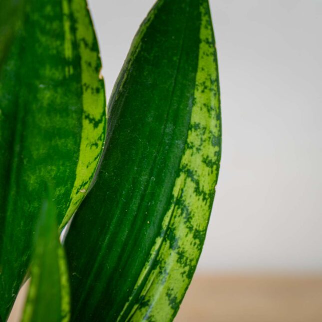 sansevieria-trifasciata-silver-flame sansevieria-trifasciata-silver-flame