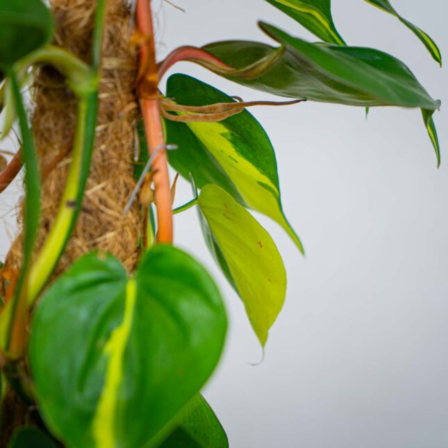 philodendron-scandens-brasil-na-paliku philodendron-scandens-brasil-na-paliku