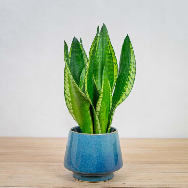 sansevieria-trifasciata-silver-flame sansevieria-trifasciata-silver-flame