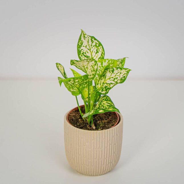 Aglaonema white diamond Aglaonema white diamond