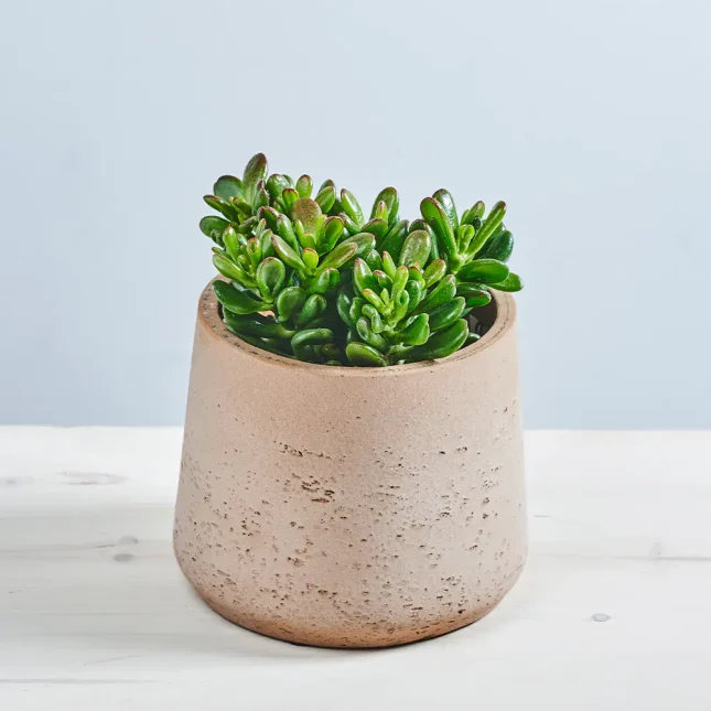 MS151k_0089_MS15 95 Crassula ovata 'Gandalf' (grubosz)