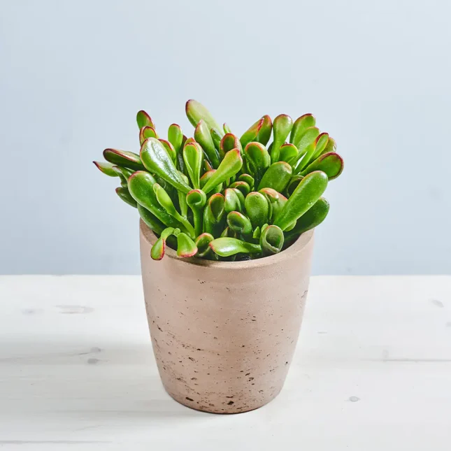 Crassula ovata horn tree (gollum) grubosz