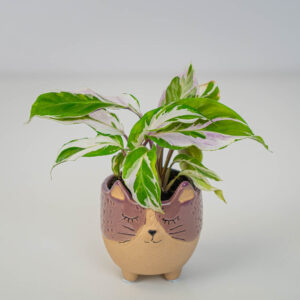Calathea white fusion (baby)