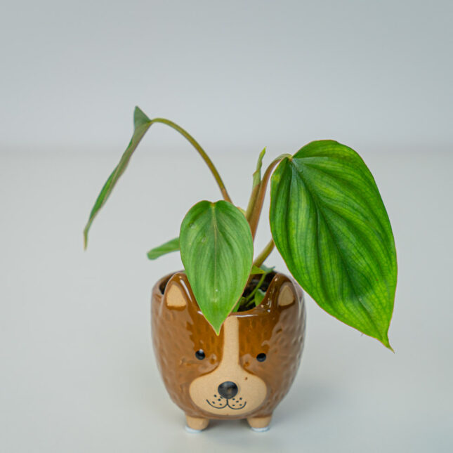 Philodendron mamei baby Philodendron mamei baby