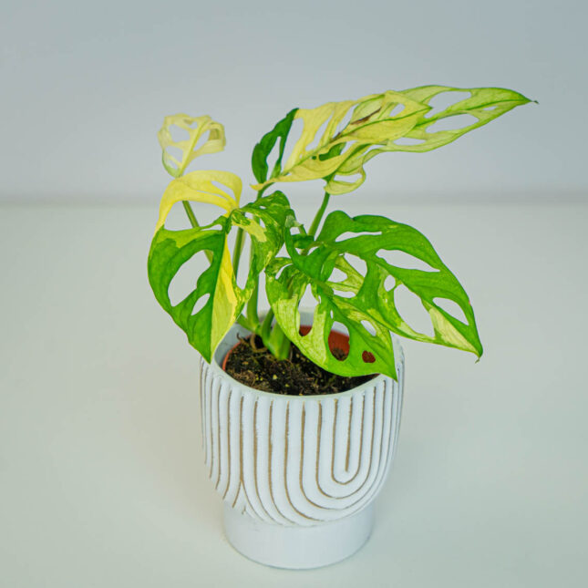Monstera adansonii variegata Monstera adansonii variegata