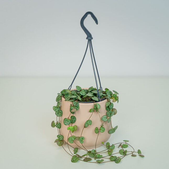 Ceropegia woodii Ceropegia woodii