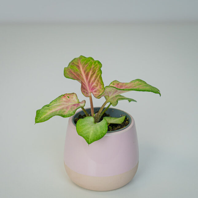 Caladium lemon blush baby Caladium lemon blush baby