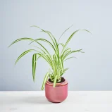 Zielistka 'Atlantic' baby (chlorophytum comosum variegatum)