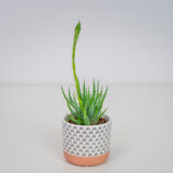 Aloes niski humilis