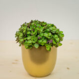 Smużyna płożąca (callisia repens)