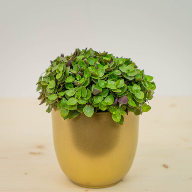 Smużyna płożąca (callisia repens) Smużyna płożąca (callisia repens)