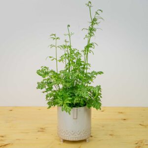 Paproć orliczka mieczowata pteris ensiformis evergemiensis