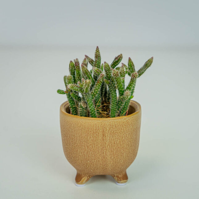 Rhipsalis baccifera horrida (patyczak) baby Rhipsalis baccifera horrida (patyczak) baby