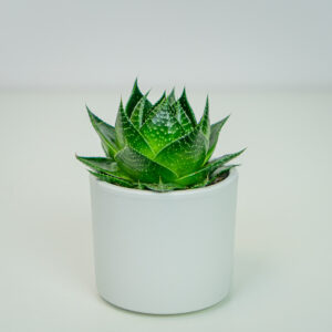 Aloes aristata
