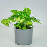 Syngonium arrow