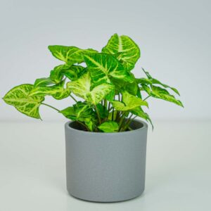 Syngonium arrow