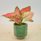Aglaonema crimson love