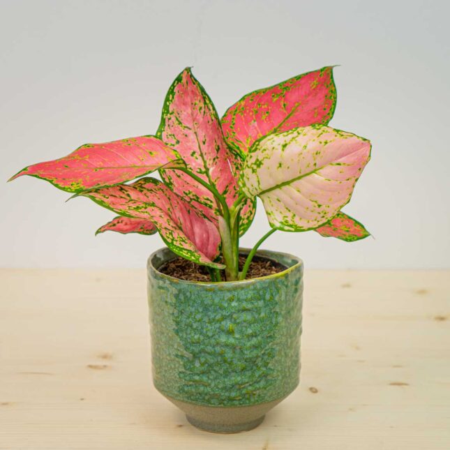 Aglaonema crimson love