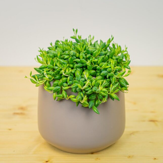 Senecio herreianus (Starzec) Senecio herreianus (Starzec)