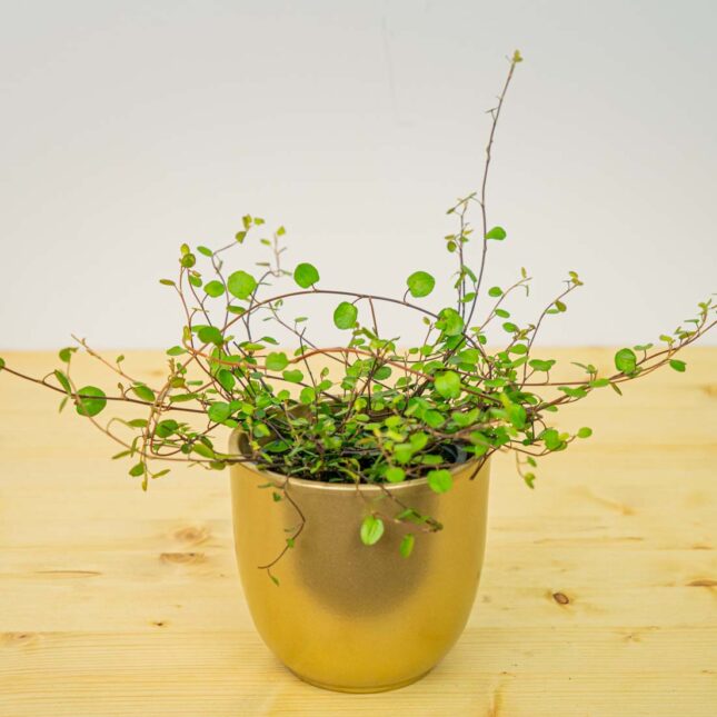 Mulenbekia gęsta (muehlenbeckia complexa maori)