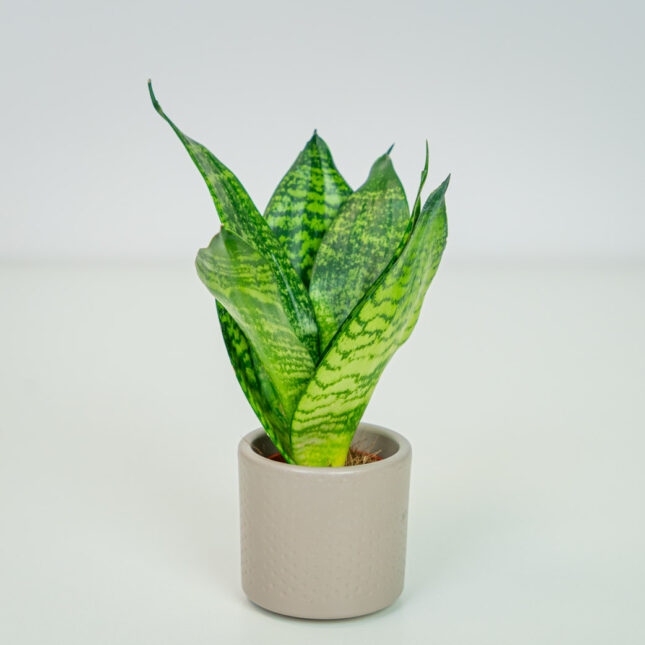 Sansevieria trifasciata hahnii baby Sansevieria trifasciata hahnii baby