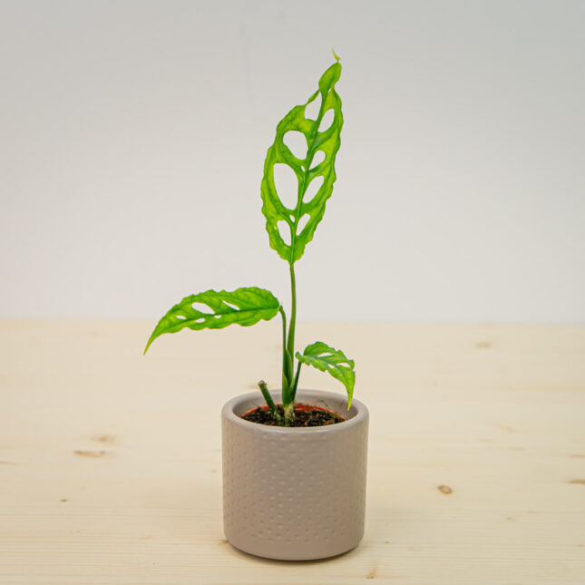 Monstera obliqua peru baby
