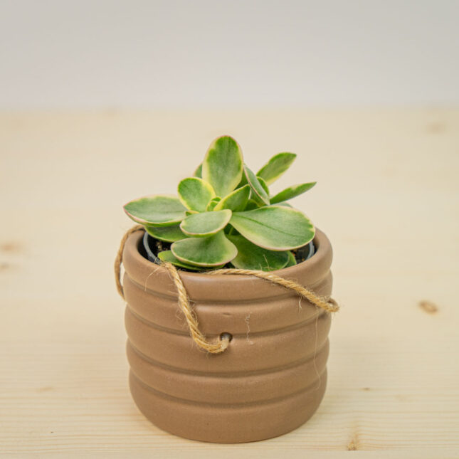 Crassula ovata money maker variegata baby (grubosz) Crassula ovata money maker variegata baby (grubosz)