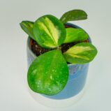 Mała Szklarnia