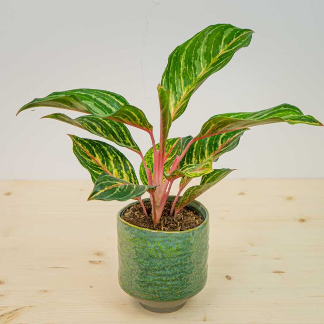 Aglaonema dreamcatcher Aglaonema dreamcatcher