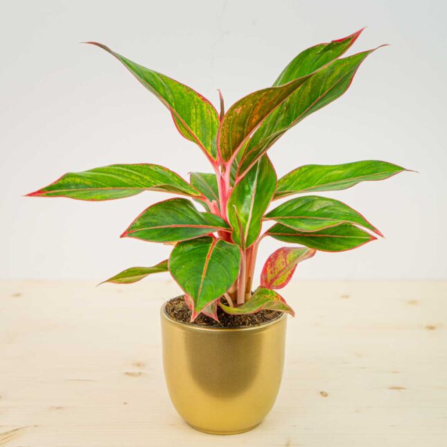 Aglaonema crete