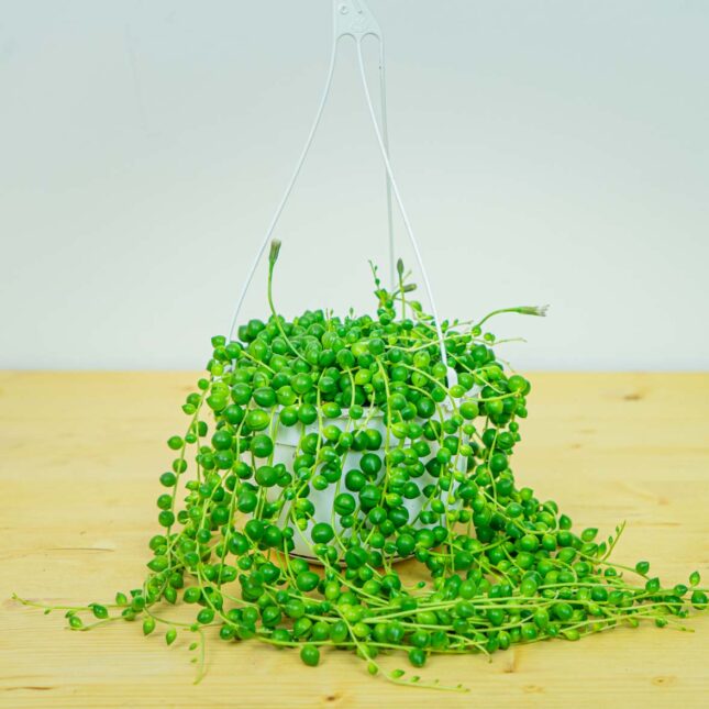 Senecio rowleyanus (starzec rowleya)