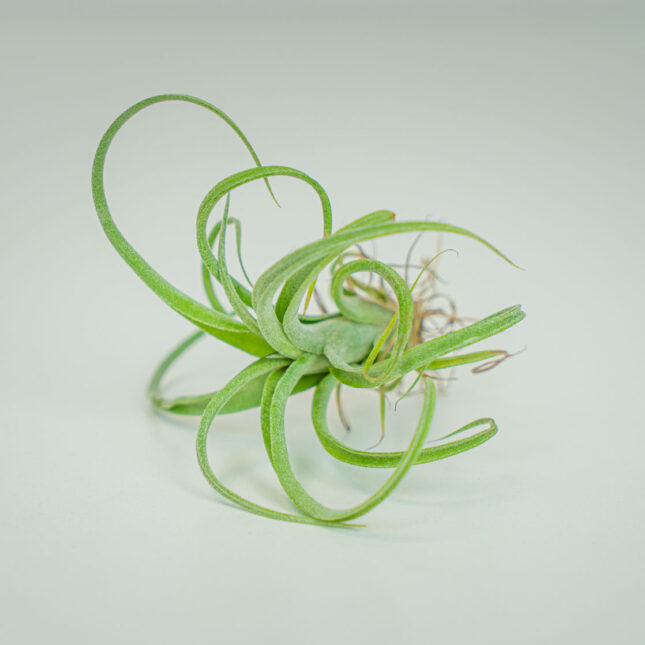 Tillandsia curly slim (oplątwa)