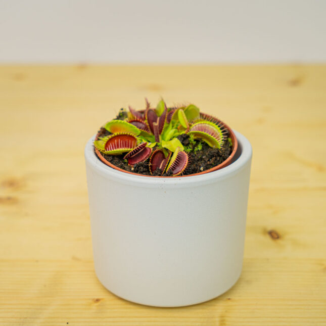 Muchołówka amerykańska (dionaea muscipula) Muchołówka amerykańska (dionaea muscipula)