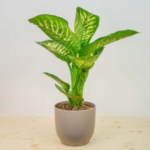 Diffenbachia tropic snow
