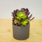 Eonium drzewiaste (aeonium arboreum)