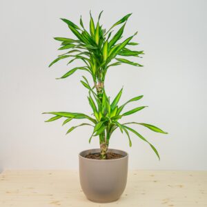 Dracaena fragrans cintho (dracena)