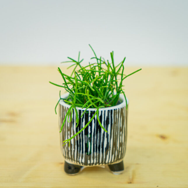 Rhipsalis baccifera oasis (patyczak) baby Rhipsalis baccifera oasis (patyczak) baby