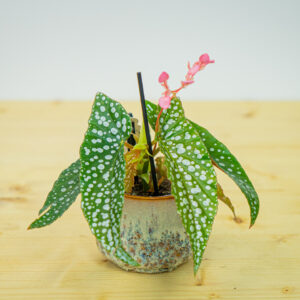 Begonia white ice baby