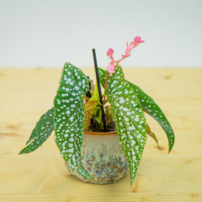 Begonia white ice baby Begonia white ice baby