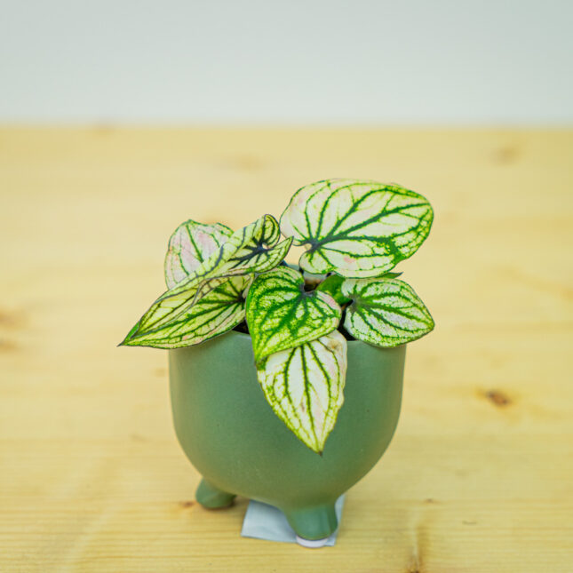 Caladium pliage baby Caladium pliage baby