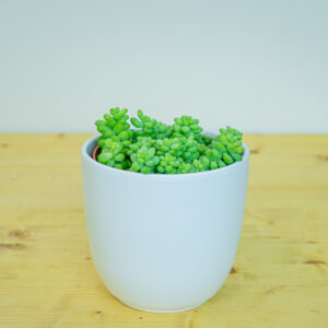 Sedum burrito